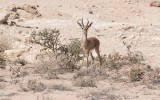 Mountain Gazelle (Gazella gazella)