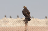 Steppe Eagle (Aquila nipalensis) adult	