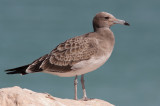 Sooty Gull (Ichthyaetus hemprichii)