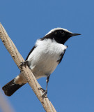 Arabian Wheatear (Oenanthe lugentoides)