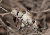 African Silverbill (Euodice cantans)