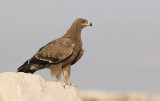 Steppe Eagle (Aquila nipalensis) 1k