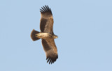 Imperial Eagle (Aquila heliaca), 1k	