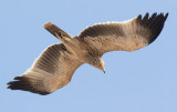 Imperial Eagle (Aquila heliaca), 1k	