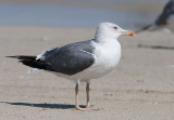 Heuglin´s Gull (Larus heuglini)