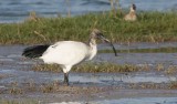 Sacred Ibis (Threskiornis aethiopicus)
