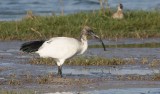  Sacred Ibis (Threskiornis aethiopicus)