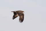 Greater Spotted Eagle (Clanga clanga) adult	