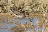 Common Snipe (Gallinago gallinago)