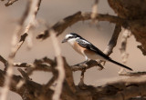 Masked Shrike (Lanius nubicus)