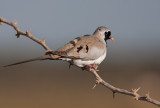 Namaqua Dove (Oena capensis)