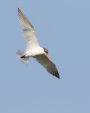 Caspian Tern (Hydroprogne caspia)