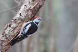 Middle Spotted Woodpecker (Dendrocopos medius)	