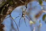 Giant Spider (Nephila sumptuosa)