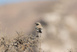 Desert Wheatear (Oenanthe deserti)	