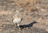 Crested lark (Galerida cristata)