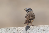 Cinnamon-breasted Bunting (Emberiza tahapisi)