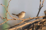 Graceful Prinia (Prinia gracilis)