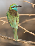 Green Bee-eater (Merops orientalis)	