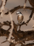 Masked Shrike (Lanius nubicus)