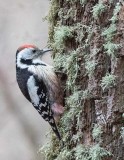 Middle Spotted Woodpecker (Dendrocopos medius)	