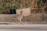 Arabian Partridge (Alectoris melanocephala)