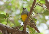 Bruces Green-Pigeon (Treron waalia)