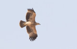 Imperial Eagle (Aquila heliaca), 1k