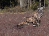 White-tailed Eagle (Haliaeetus albicilla)