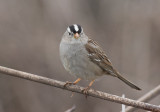 White-crowned Sparrow (Zonotrichia leucophrys)