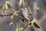 White-crowned Sparrow (Zonotrichia leucophrys)