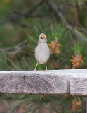 Golden-crowned Sparrow (Zonotrichia atricapilla)