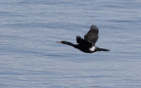 Pelagic Cormorant (Phalacrocorax pelagicus)