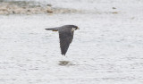 Pergrine Falcon (Falco peregrinus)	