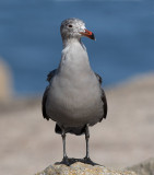 Heermann´s Gull (Larus heermanni)	