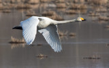  Whooper Swan (Cygnus cygnus)