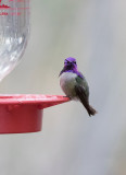 Costa´s Hummingbird (Calypte costae)