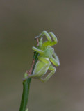 Grön bladspindel (Micrommata virescens)