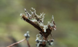 Näverlav (Platismatia glauca)