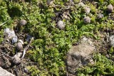 Taggkörvel (Anthriscus caucalis)