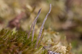 Syllav (Cladonia cornuta)