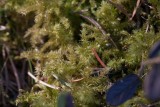 Kransmossa (Rhytidiadelphus triquetrus)