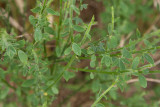 Svartginst (Cytisus nigricans)