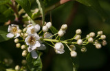 Hägg (Prunus padus)	