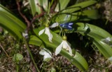 Grön snödroppe (Galanthus woronowii)