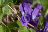 Buskviol (Viola hirta)