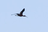 Glossy Ibis (Plegadis falcinellus)