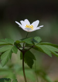 Vitsippa (Anemone nemorosa)