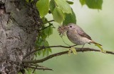 Common Redstart (Phoenicurus phoenicurus)