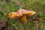 Scharlakansvaxskivling (Hygrocybe punicea)